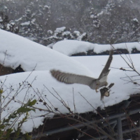 ジョウビタキを捕まえたチョウゲンボウ